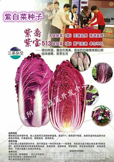 紫白菜紫裔_副本